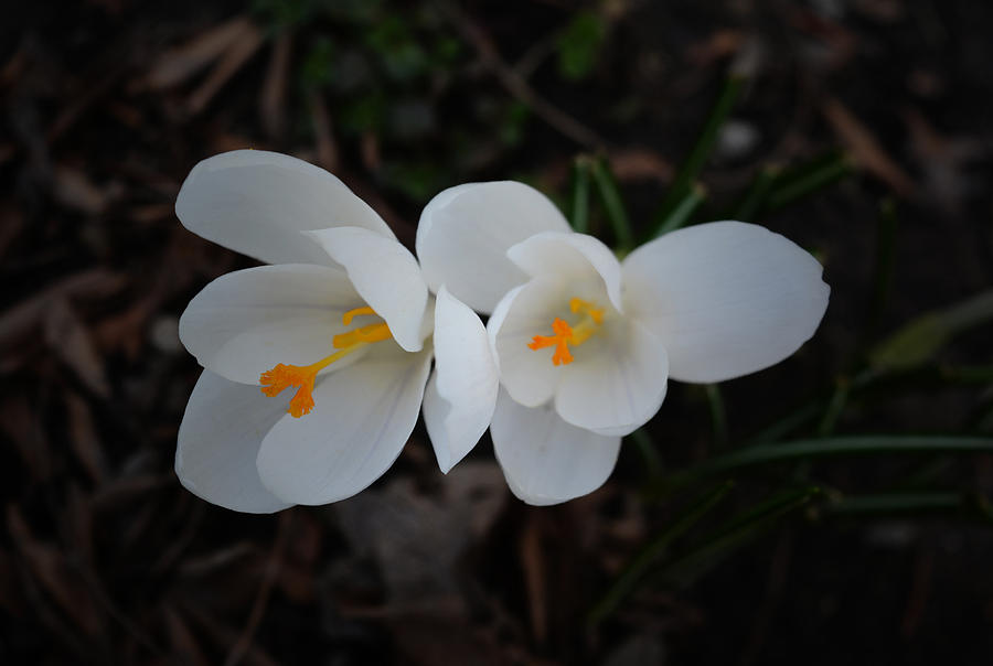 Spring Photograph - Two White Crocuses by Richard Andrews