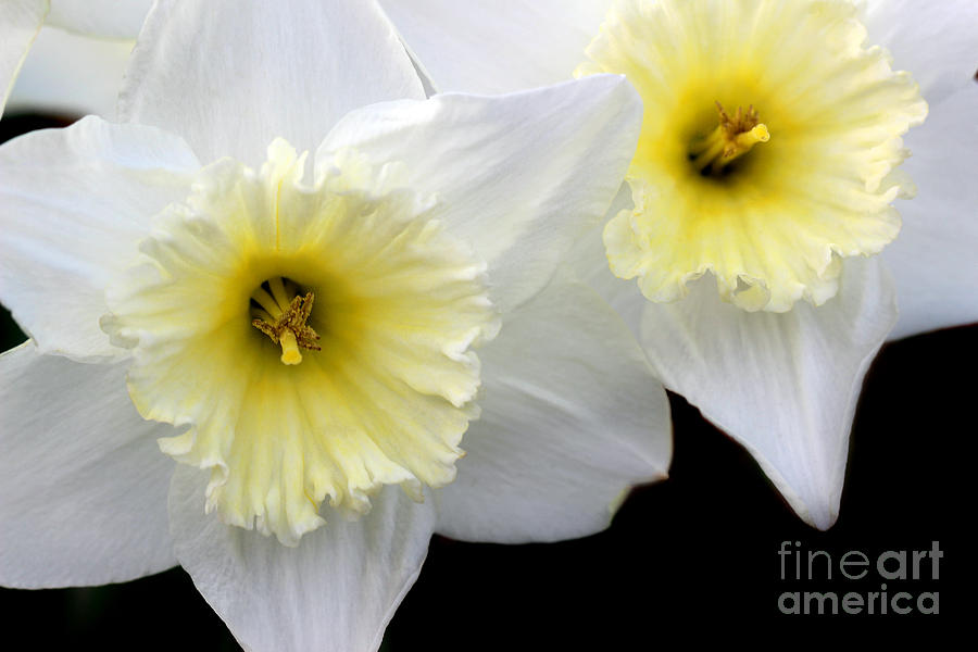 Two White Daffodils Photograph by Karen Adams