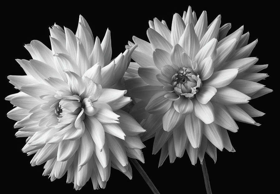 Two White Dahlias Photograph by Garry Gay