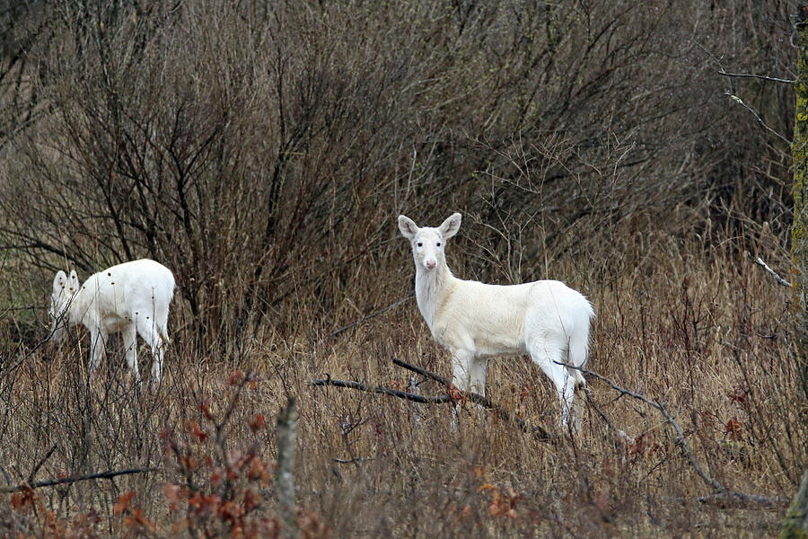 Two White Deer Photograph by Brook Burling