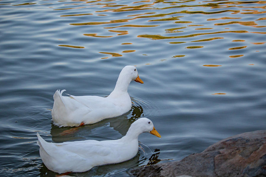 Two White Ducks Photograph by K Bradley Washburn