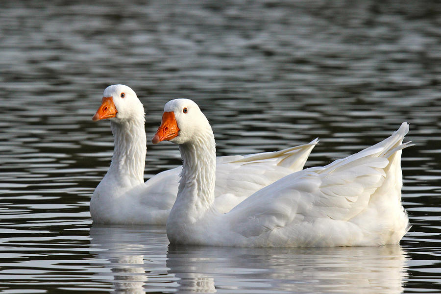 Two White Geese Photograph By Sue Feldberg