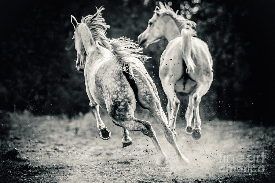 Two white horses galloping Photograph by Dimitar Hristov