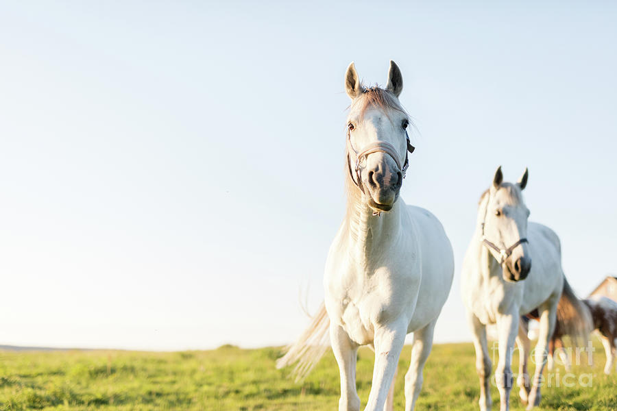 Two white horses trotting ahead on the green grass field. Photograph by Michal Bednarek