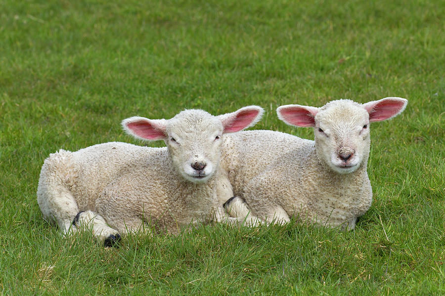 Two White Lambs Photograph by Arterra Picture Library
