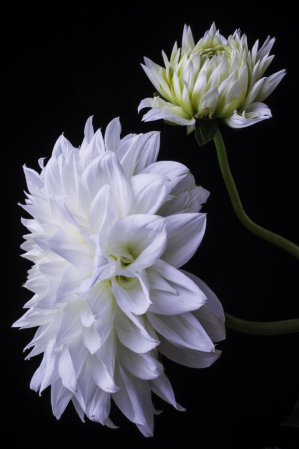 Still Life Photograph - Two White Large Dahlias by Garry Gay