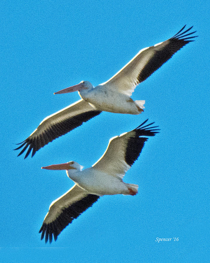 Two White Pelicans Photograph by T Guy Spencer