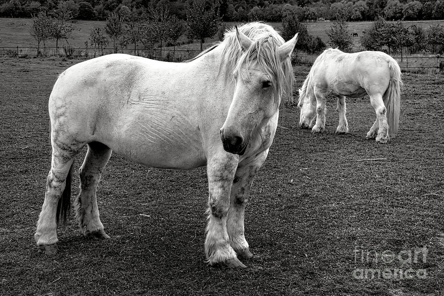 Two White Percherons in a Field Photograph by Olivier Le Queinec