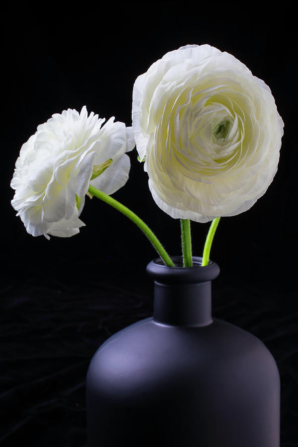Two White Ranunculus Photograph by Garry Gay