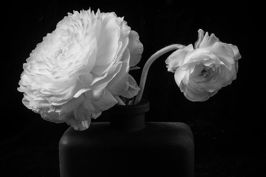 Two White Ranunculus In Black Vase Photograph by Garry Gay