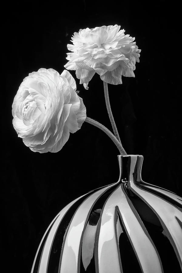Two White Ranunculus In Vase Photograph by Garry Gay