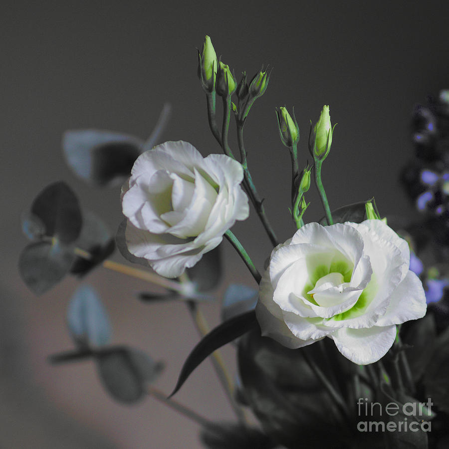 Two White Roses Photograph by Jeremy Hayden