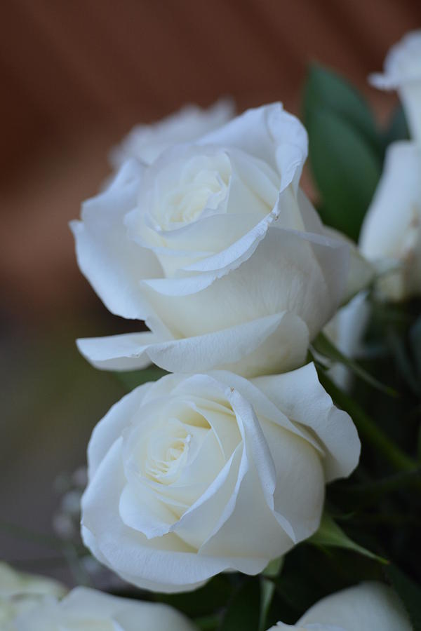 Two White Roses Photograph by Maria Urso