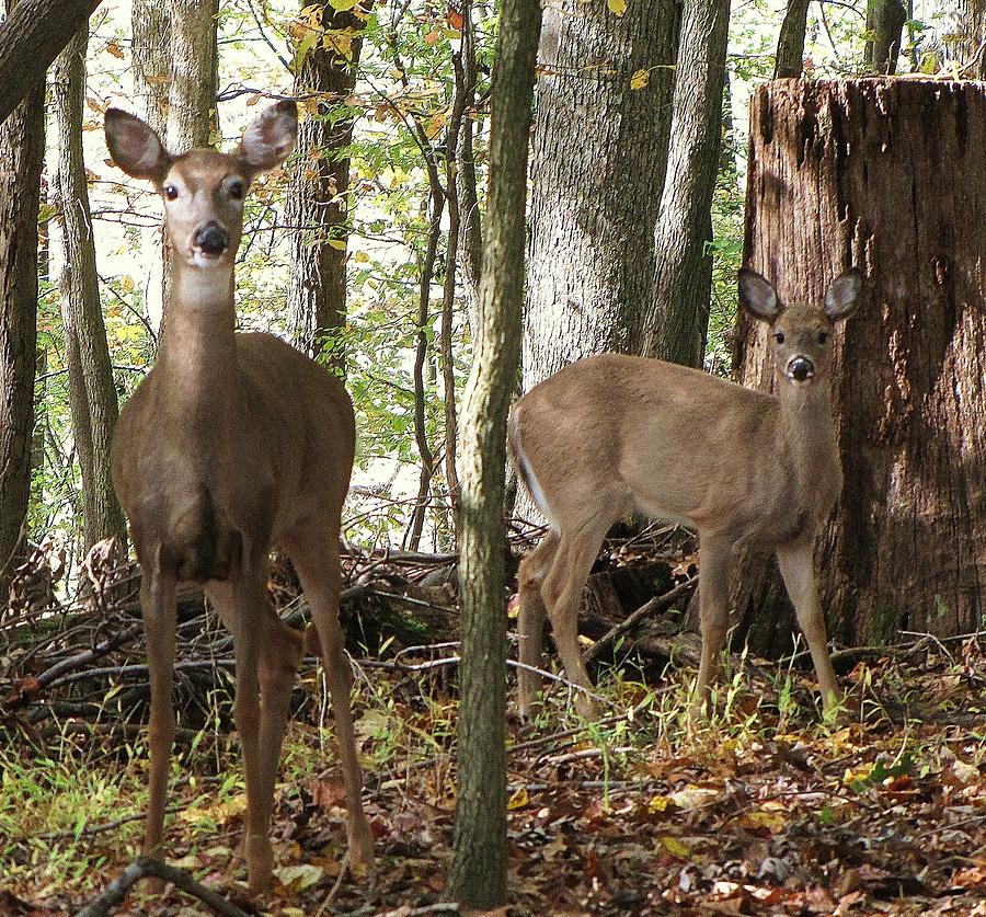 Two White tail Doe Photograph by Charles Ray