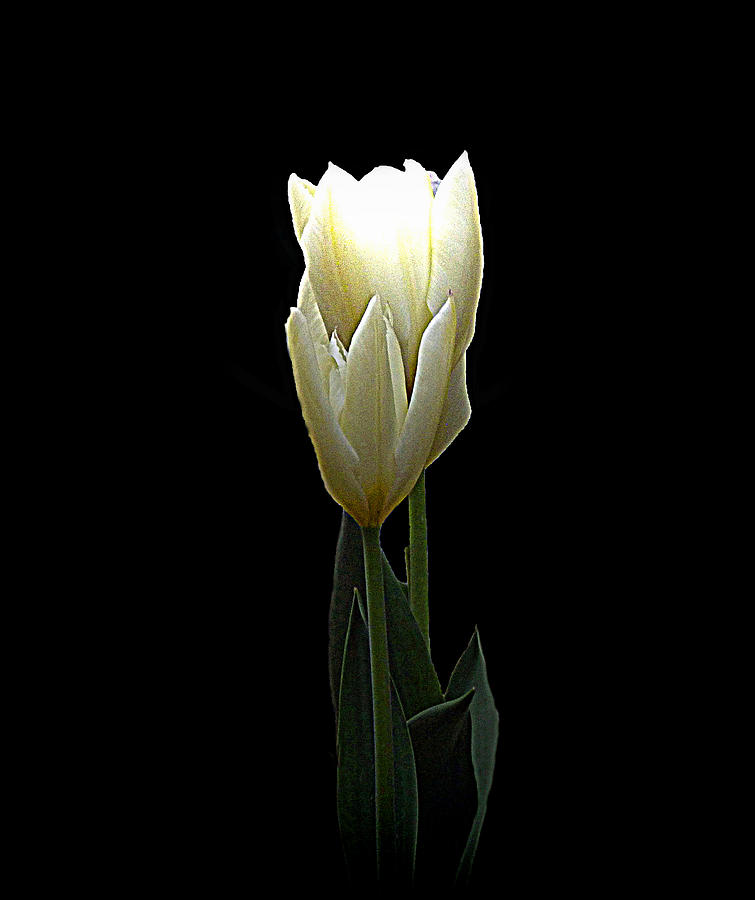 Two White Tulips Photograph by Lynn Bolt