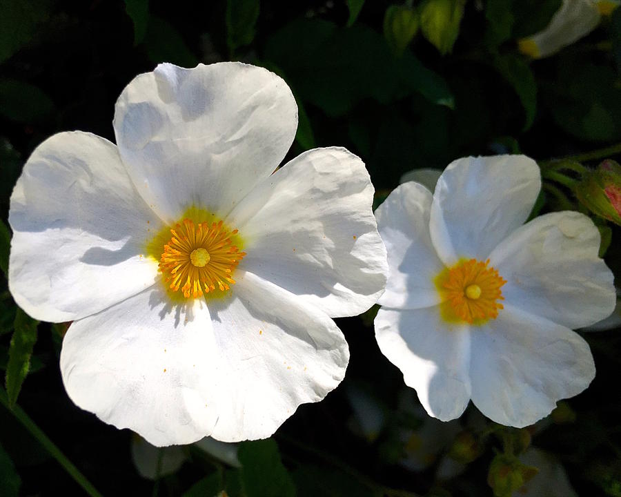 Two White rock roses Photograph by Wonju Hulse