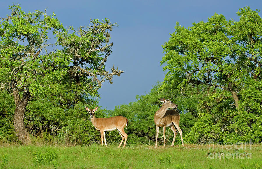 Two Whitetail Deer Odocolieus Virginianus Wild Texas Photograph by Dave Welling