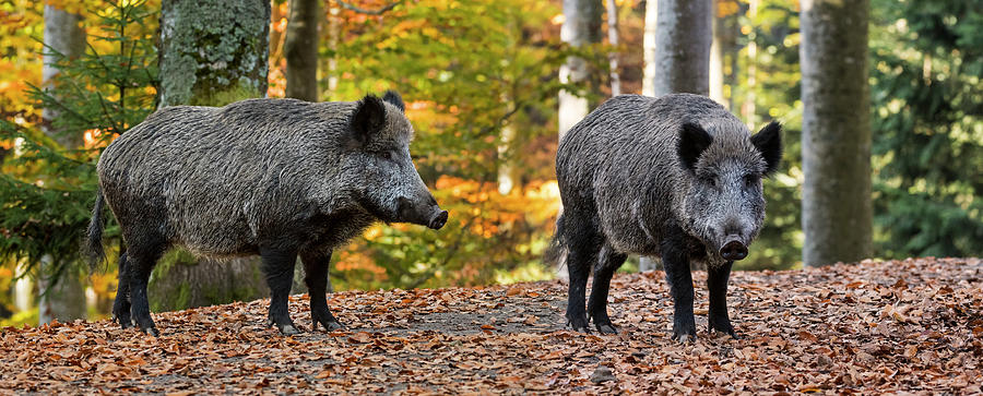 Two Wild Boars Photograph by Arterra Picture Library