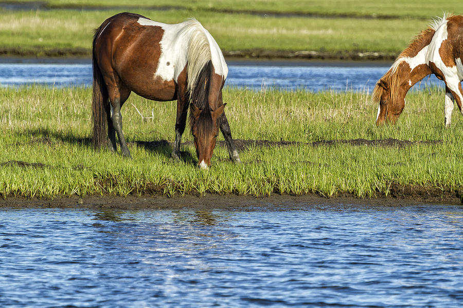 Two Wild Chincoteague Ponies Grazing - Chincoteague Ponies Assateague Horses Photograph by Belinda Greb