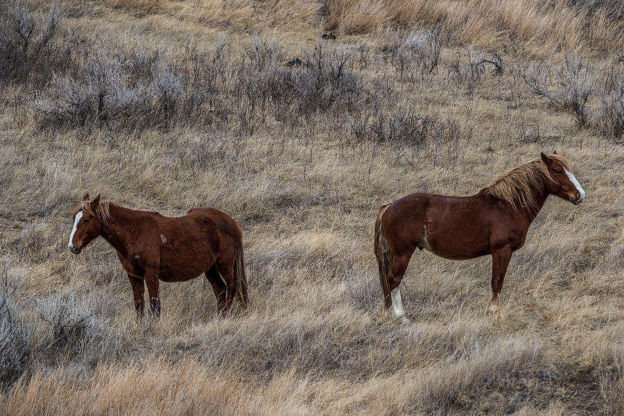 Two Wild Horses Photograph by Paul Freidlund