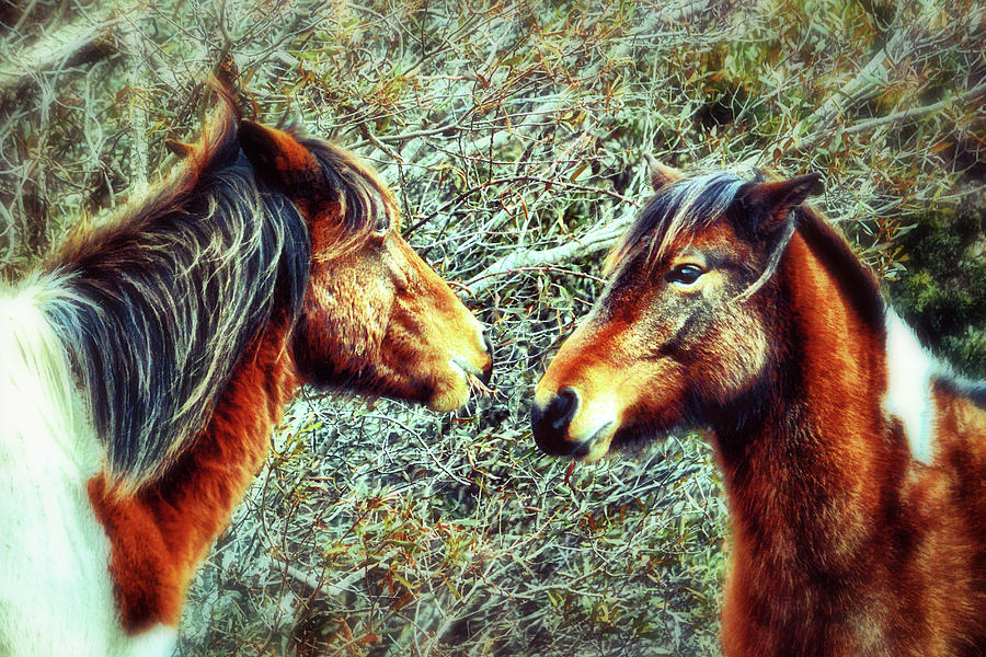 Two Wild Ponies of Assateague Island in Classic Film Style Photograph by Bill Swartwout