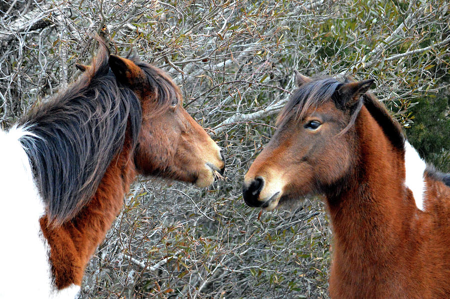 Two Wild Ponies of Assateague Island National Seashore Photograph by Bill Swartwout