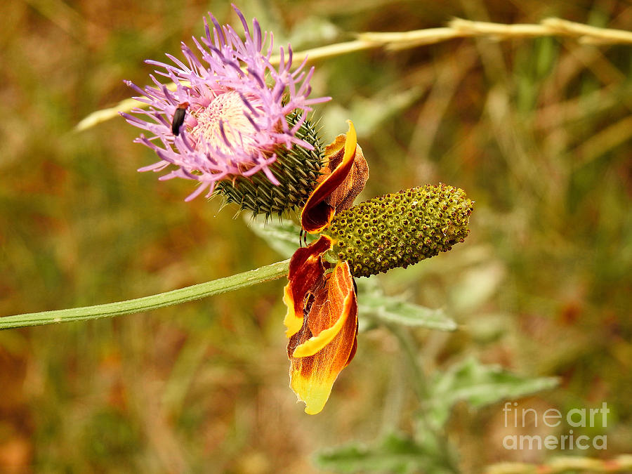 Two Wild Wallflowers Photograph by Ella Kaye Dickey