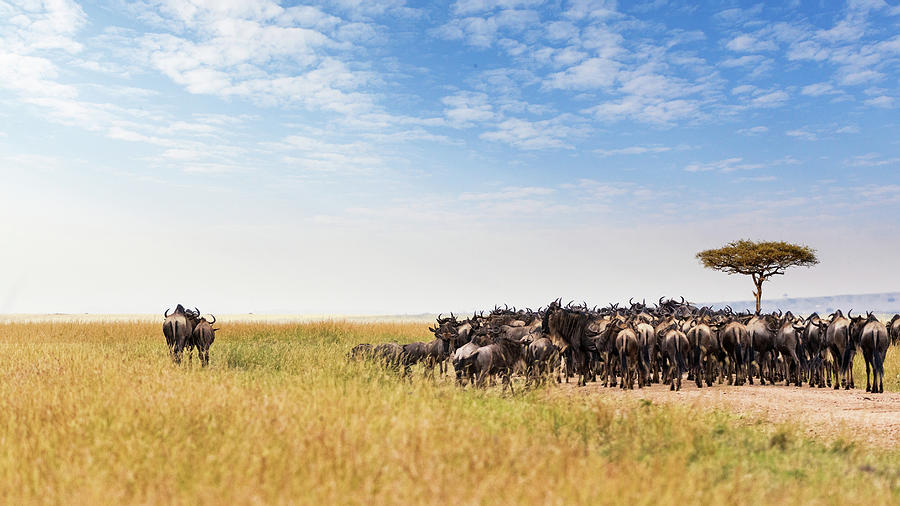 Wildebeest Photograph - Two Wildebeest Standing Out From Crowd by Susan Schmitz Wildebeest Photograph - Two Wildebeest Standing Out From Crowd by Susan Schmitz