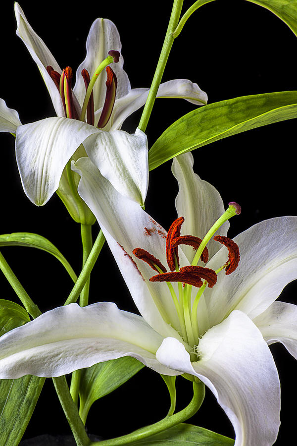 Two wonderful lilies  Photograph by Garry Gay