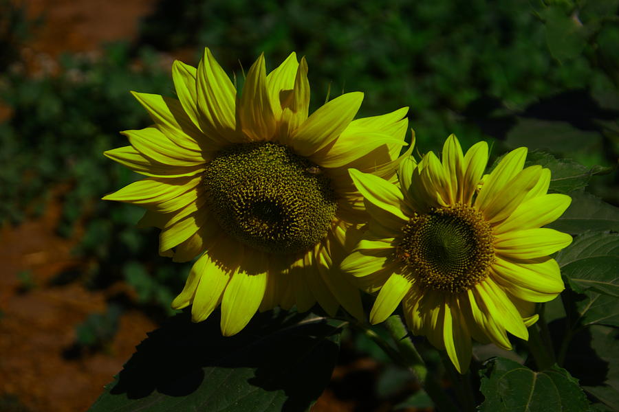 Two yellow beauties  Photograph by Jeff Swan