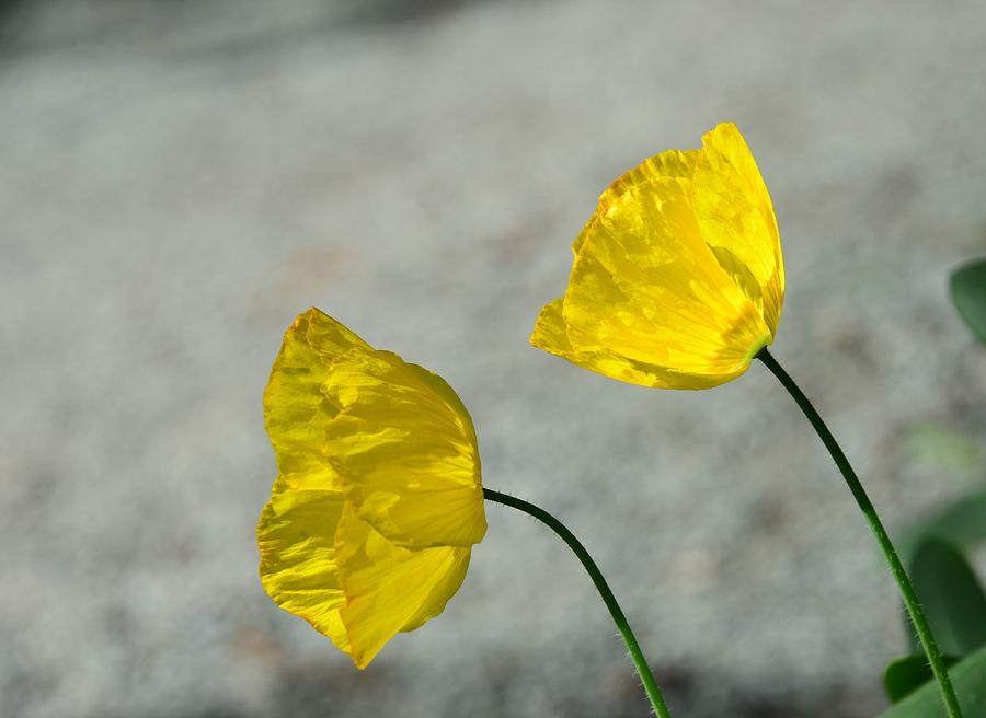 Two Yellow Blossoms Photograph