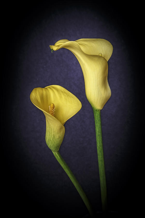 Two Yellow Calla Lilies Photograph by Wes and Dotty Weber