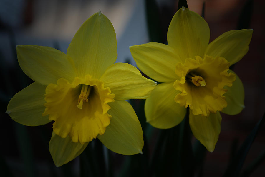 Spring Photograph - Two Yellow Daffodils by Richard Andrews