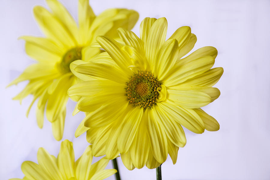 Two Yellow Daisies Photograph by Cheryl Day