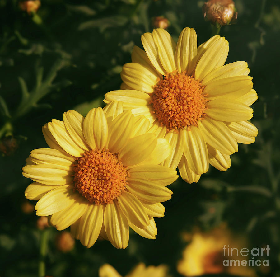 Two Yellow Daisies In The Garden Mixed Media