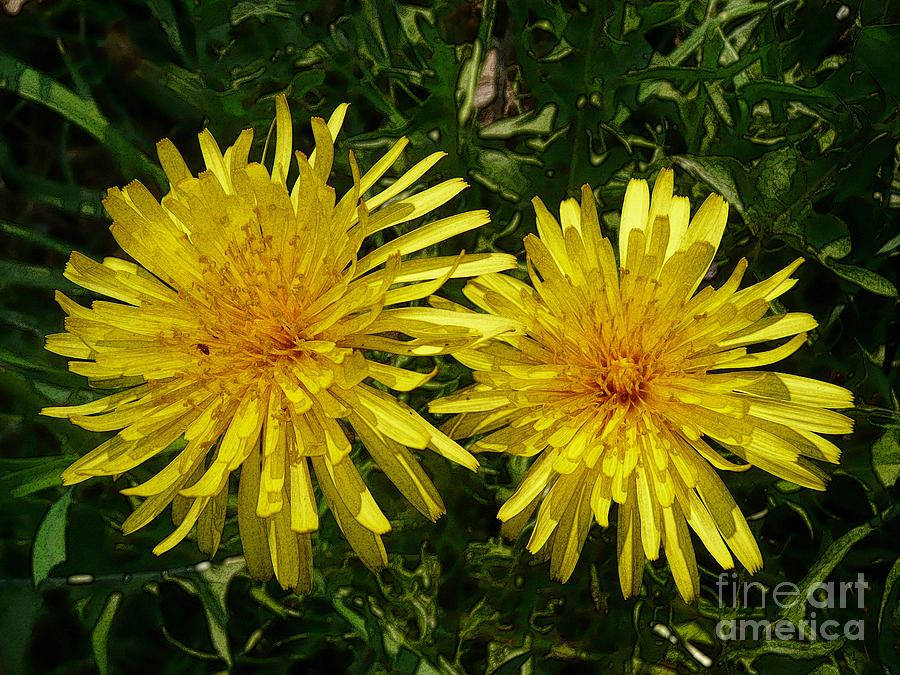 Two Yellow Dandelions Photograph by Jean Bernard Roussilhe