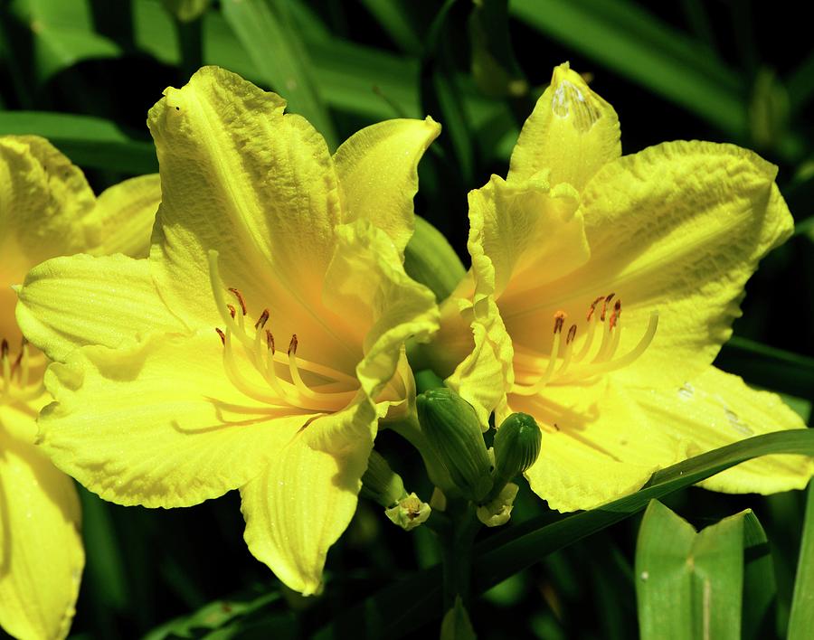 Two Yellow Flowers  Photograph by Lyle Crump
