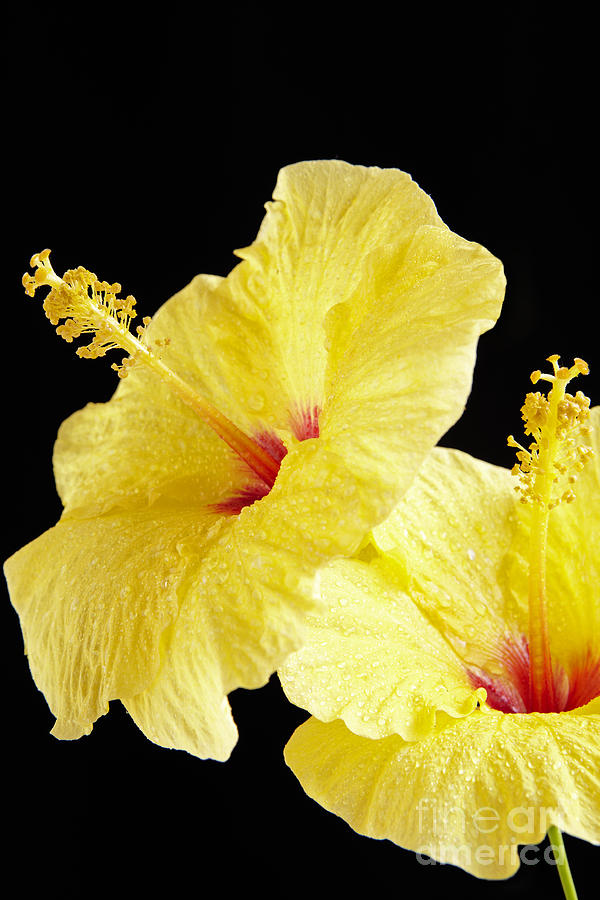 Two Yellow Hibiscus Photograph by Kyle Rothenborg - Printscapes