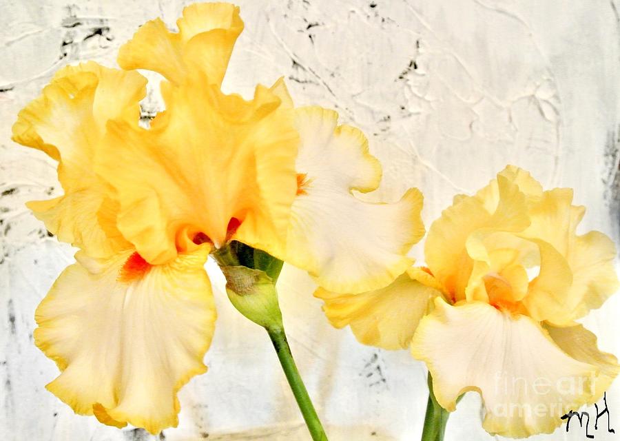 Two Yellow Irises Photograph by Marsha Heiken