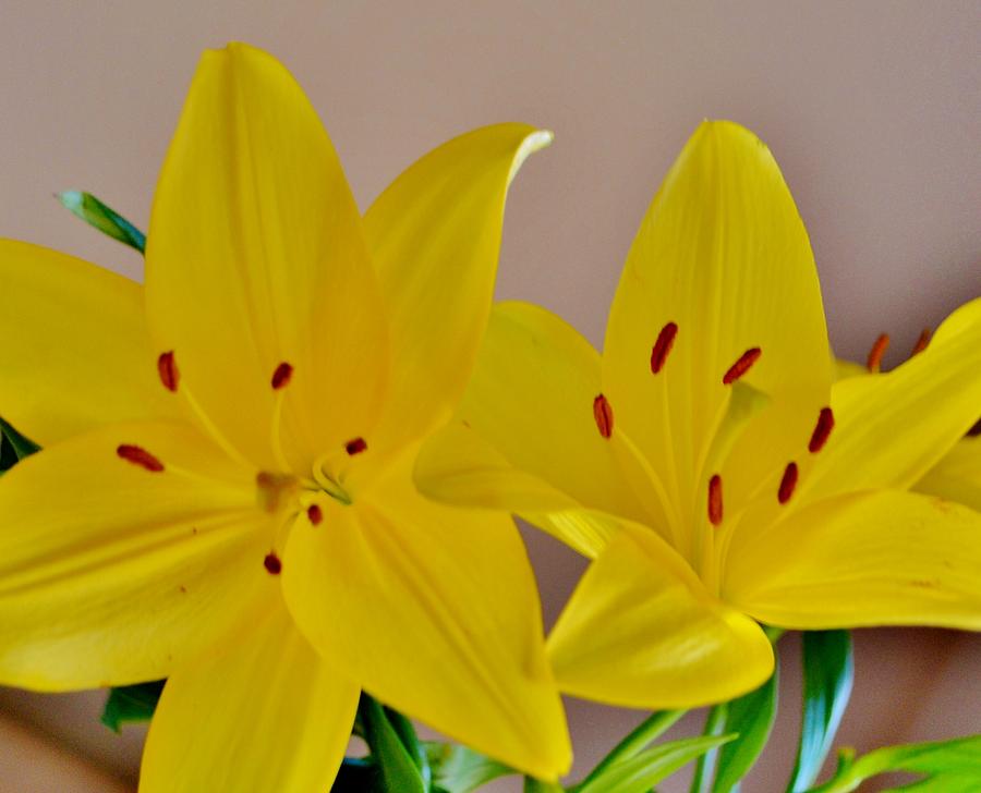 Two Yellow Lillies Photograph by Eileen Brymer