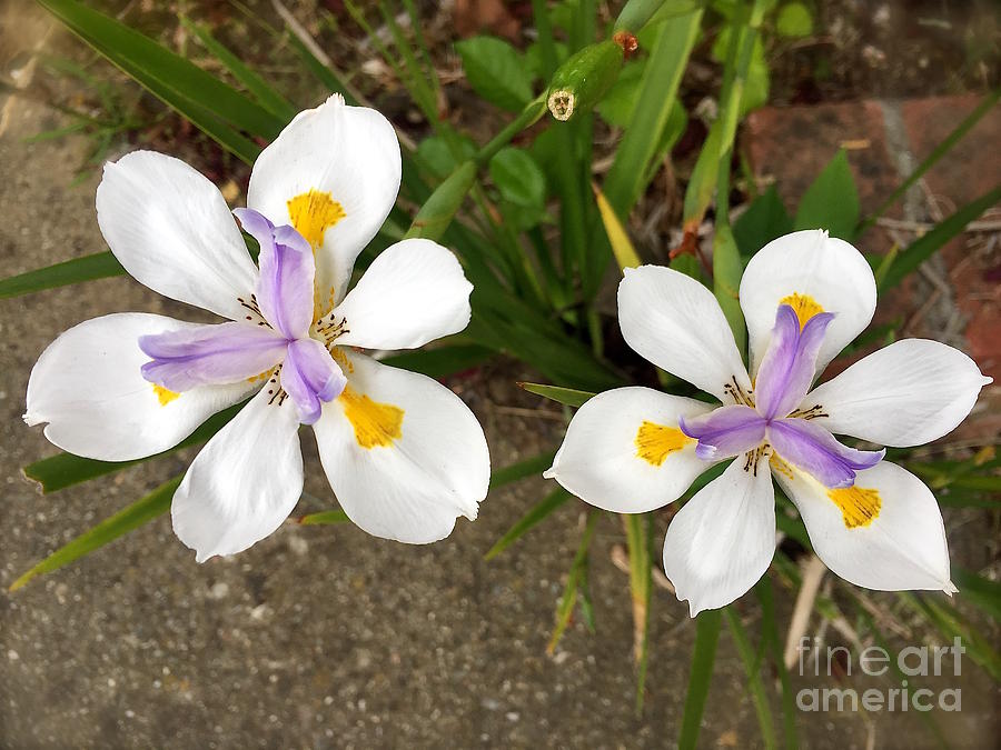 Two Irises Photograph