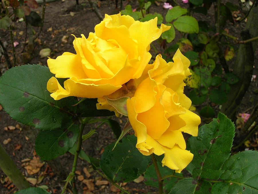 Two Yellow Roses Photograph by Carolyn Donnell
