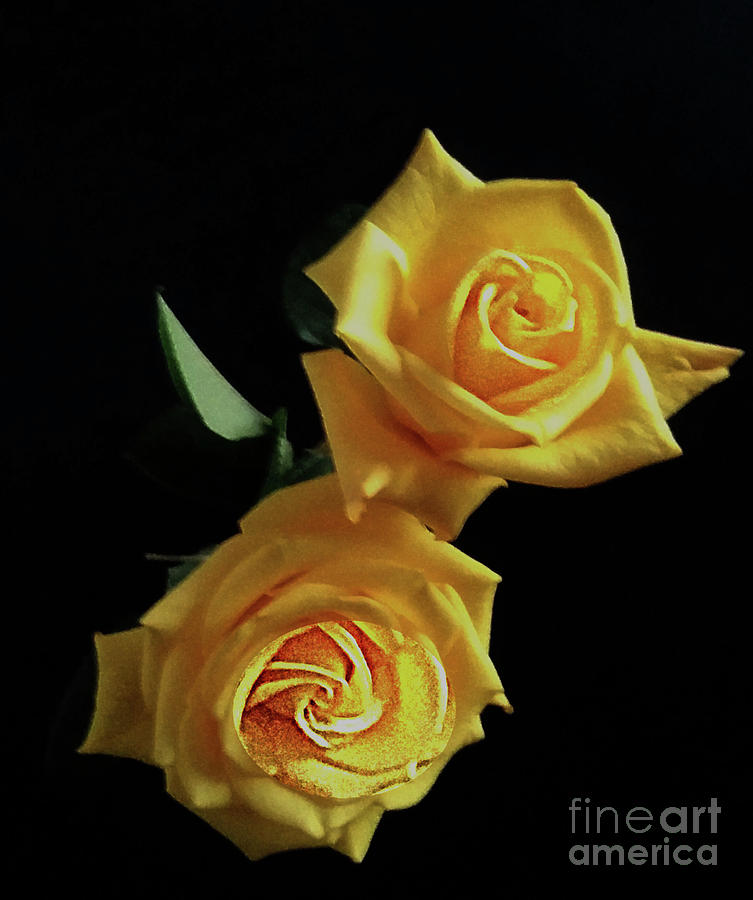 Two Yellow Roses Photograph by Rita Brown