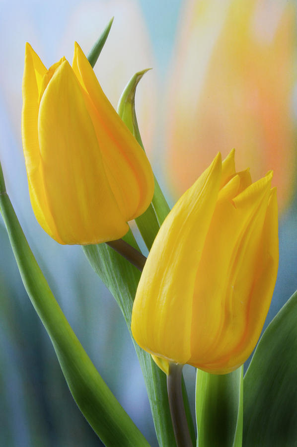 Tulip Photograph - Two Yellow Spring Tulips by Terence Davis