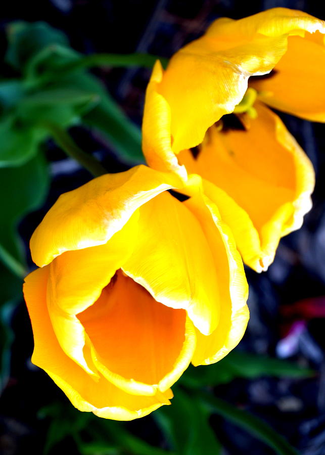 Two Yellow Tulips Photograph by Katy Hawk