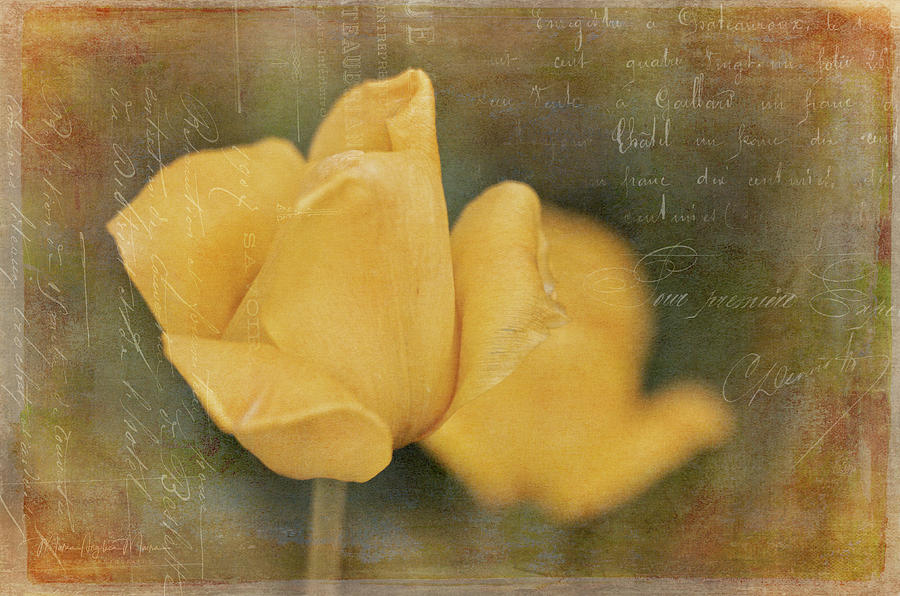 Two Yellow Tulips Photograph by Maria Angelica Maira
