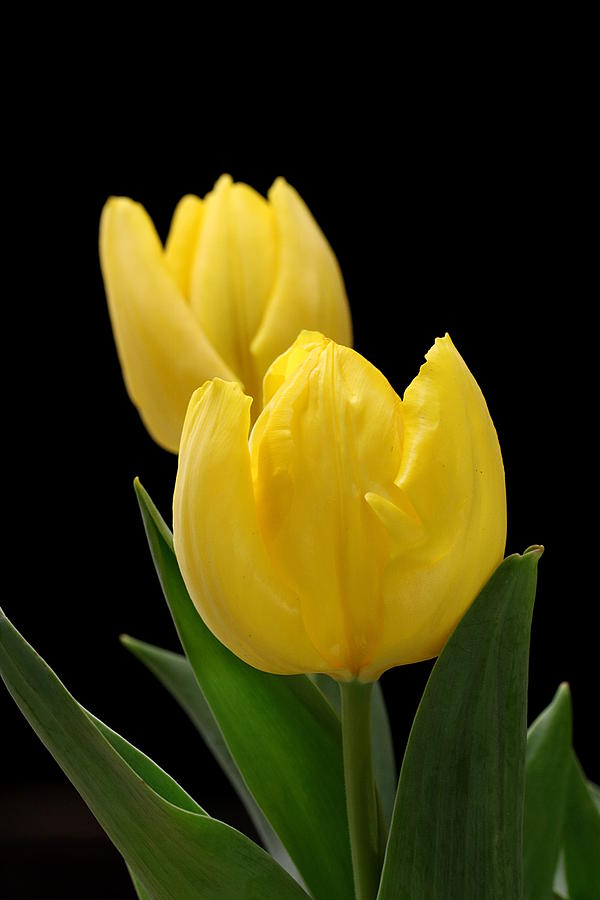 Two Yellow Tulips on Black Photograph by Sheila Brown