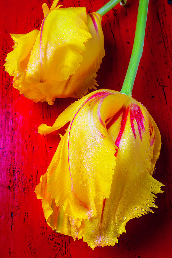 Two Yellow Tulips On Red Table Photograph by Garry Gay