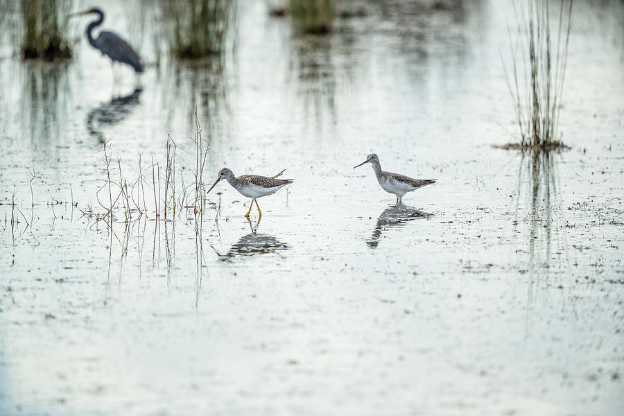 Two Yellowlegs Photograph by Fran Gallogly