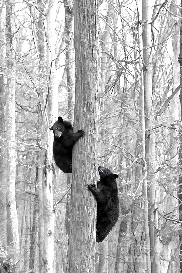 Two young black bears pausing on there way up a tree Photograph by Dan Friend